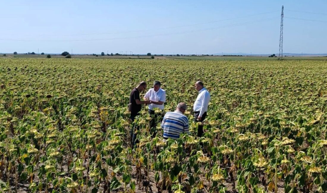 Kırklareli’nde Trakya Tarımsal Araştırma Enstitüsü Müdürlüğü tarafından geliştirilen yerli ve