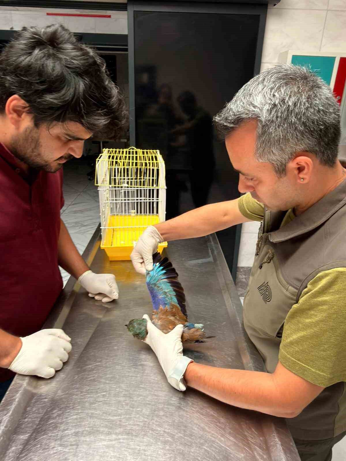 Kocaeli’de yaralı bulunan gökkuzgun kuşu tedaviye alındı 10 Bülten Medya -