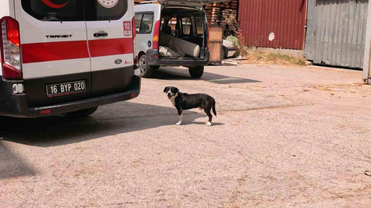 Köpeğe çarpmamak için manevra yapınca kaza yaptı 7 Bülten Medya -