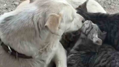 Çanakkale’nin Bayramiç ilçesinde anne köpek, yavru kedileri emzirerek, onlara annelik