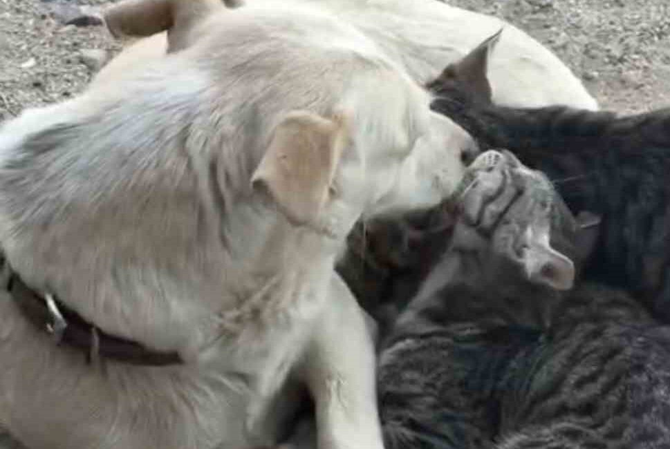 Çanakkale’nin Bayramiç ilçesinde anne köpek, yavru kedileri emzirerek, onlara annelik