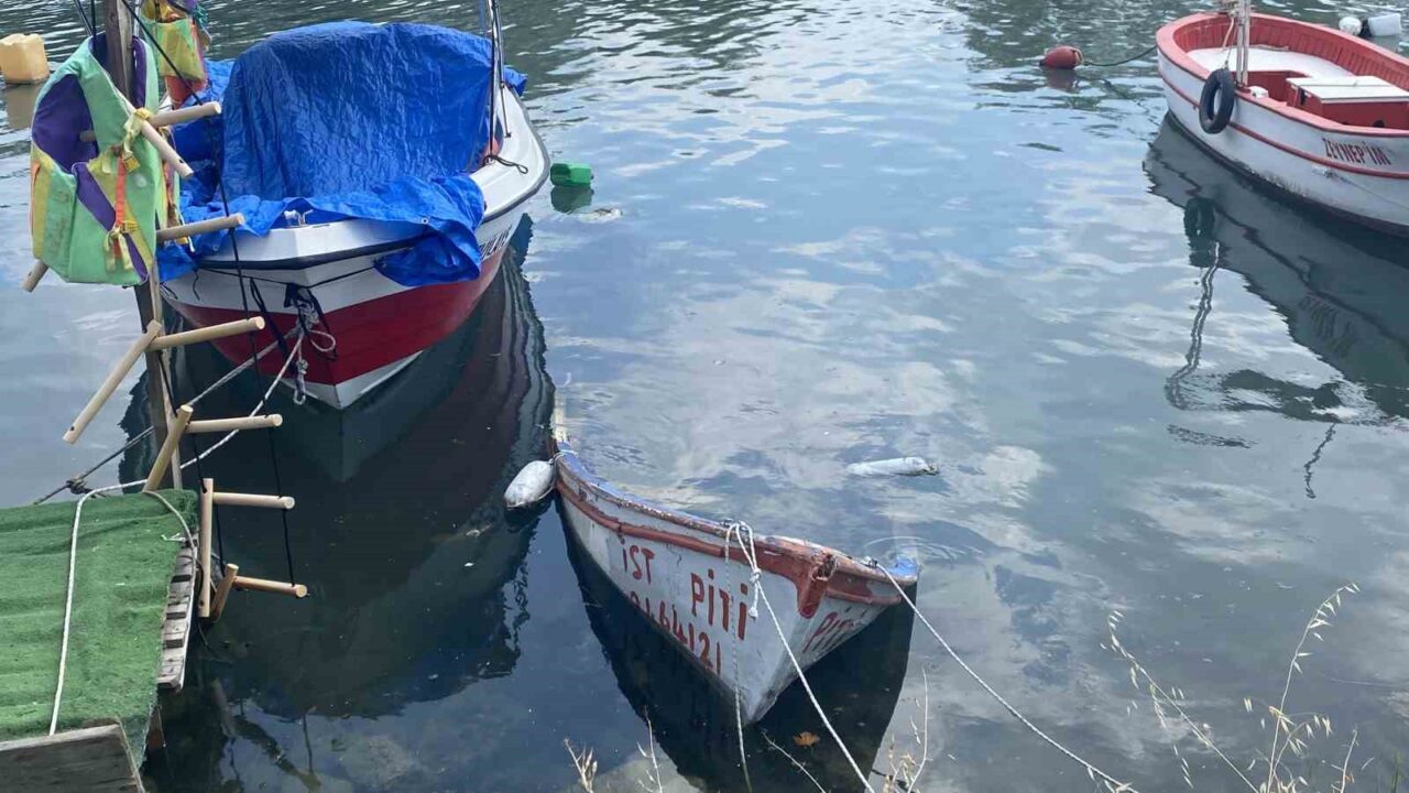Küçükçekmece Menekşe Deresi’nde batık tekneler karabatakların yuvası oldu 21 Bülten Medya -