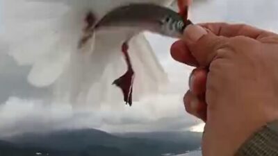 Yalova’nın Çınarcık ilçesine bağlı Esenköy beldesinde amatör balıkçı Sinan Karagöz’ün,