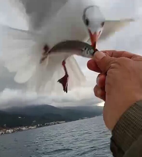 Yalova’nın Çınarcık ilçesine bağlı Esenköy beldesinde amatör balıkçı Sinan Karagöz’ün,