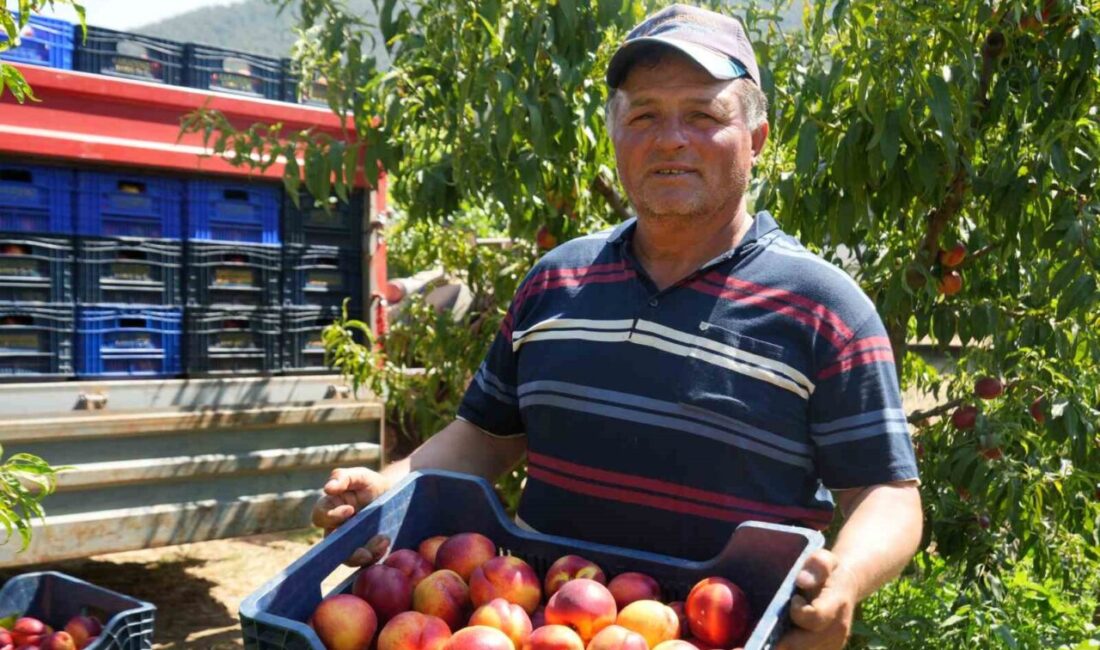 Meyve suyu fabrikaları üreticiden aldıkları ürünün fiyatları iyice dibe vurdu Bilecik’te şeftali ve nektarin hasadı hızla devam ederken, meyve suyu