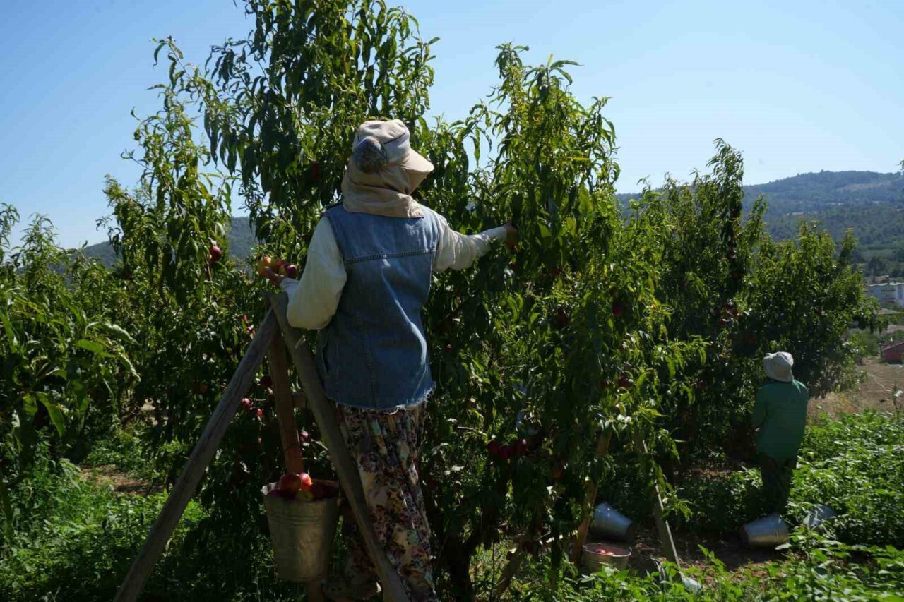 Meyve suyu fabrikaları üreticiden aldıkları ürünün fiyatları iyice dibe vurdu 7 Bülten Medya -