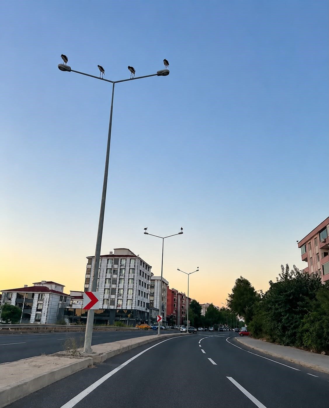 Muratlı’da leylekler direkleri mesken tuttu 4 Bülten Medya -
