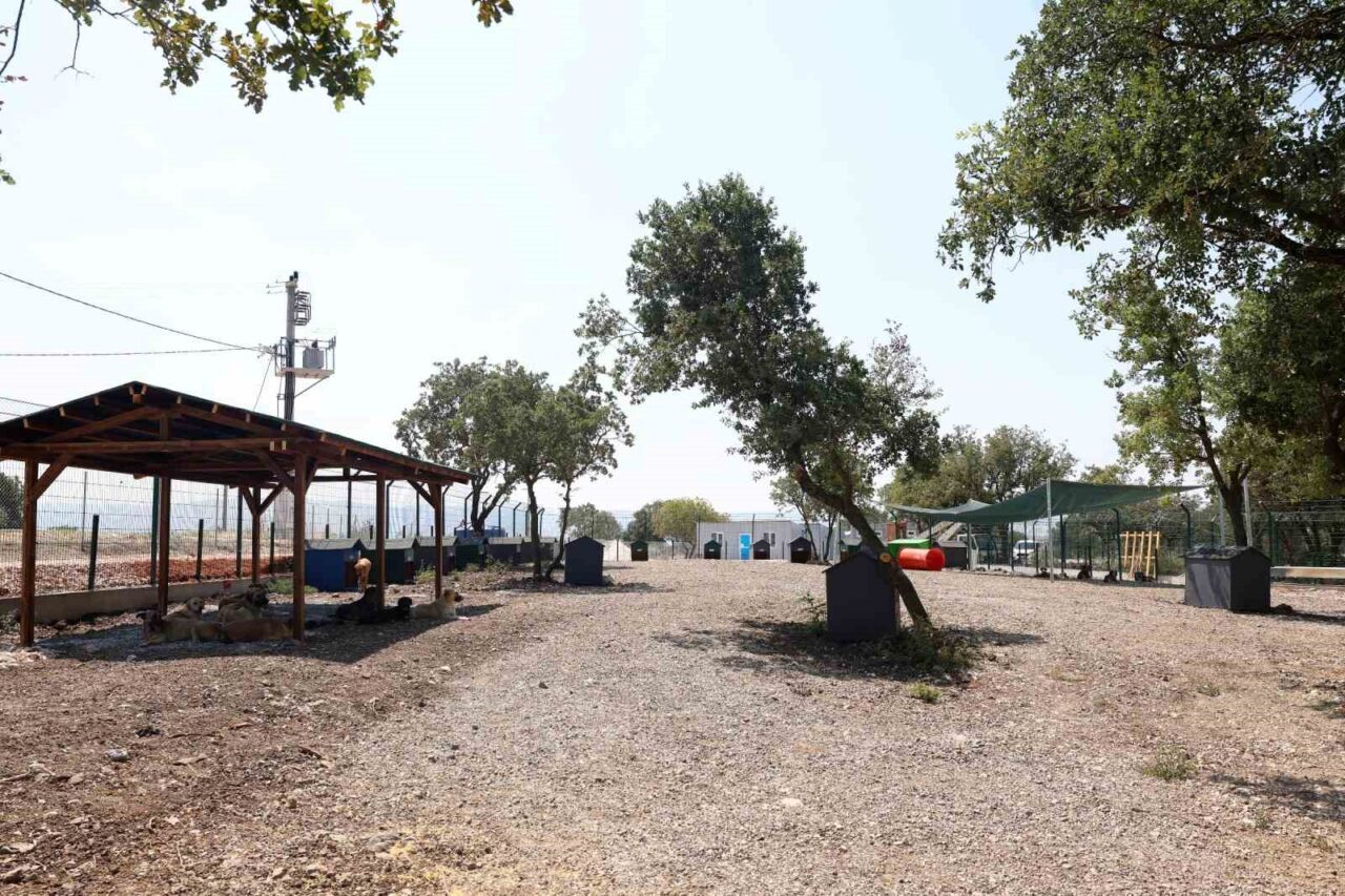 Nilüfer’de sahipsiz hayvanlar için yeni yuva 20 Bülten Medya -