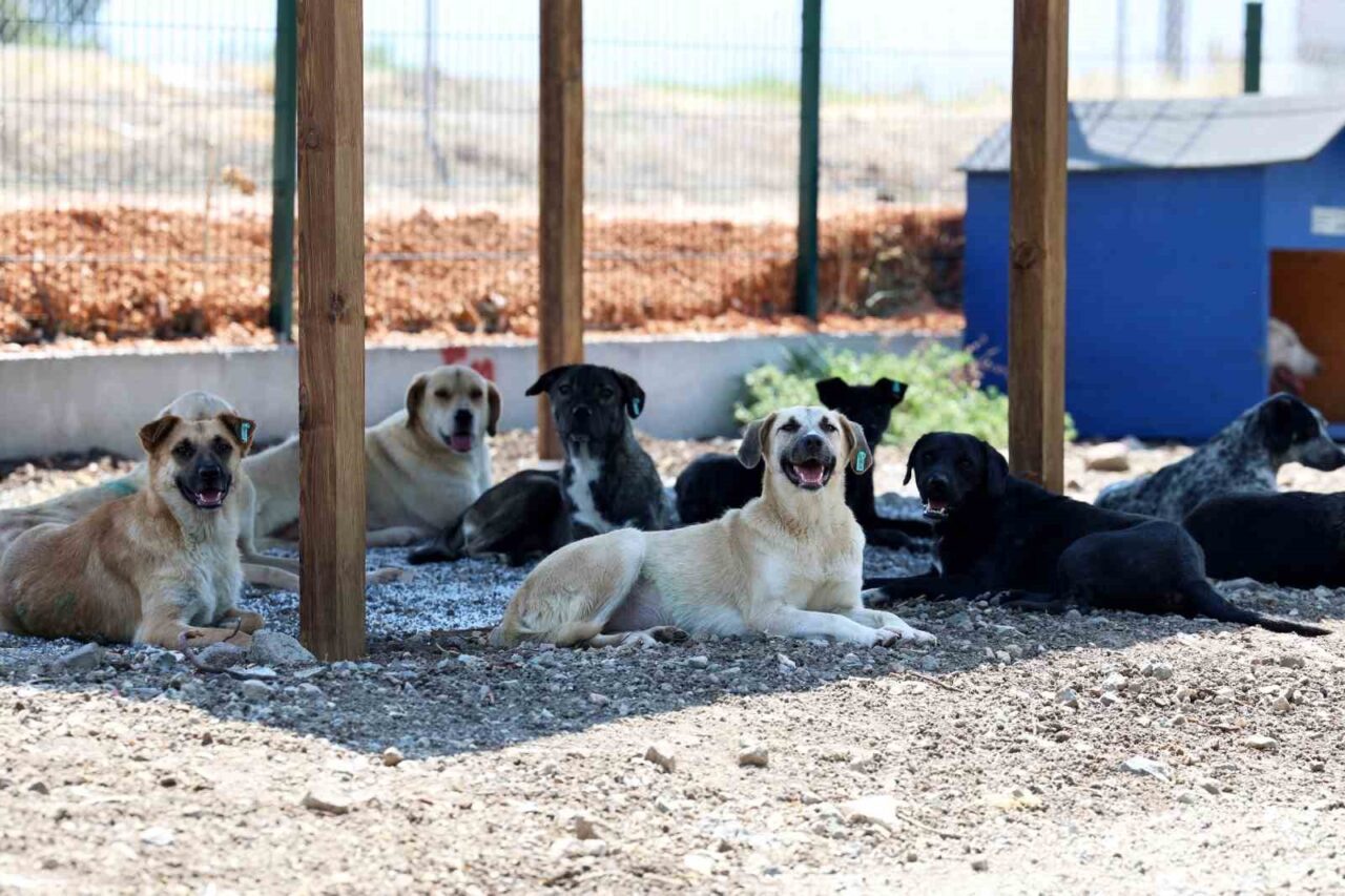 Nilüfer’de sahipsiz hayvanlar için yeni yuva 15 Bülten Medya -