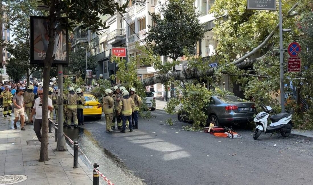 İstanbul Şişli’de henüz belirlenemeyen bir nedenle kökünden devrilen çınar ağacı,
