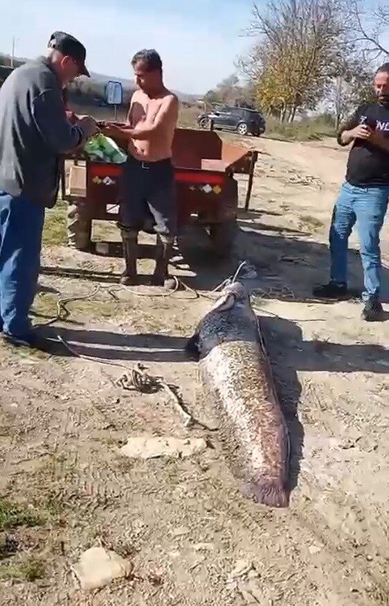 Oltaya 78 kiloluk dev balık takıldı: Yanına yatınca boy farkına şok oldu 7 Bülten Medya -