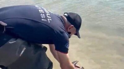 Sazlıbosna Barajı’nda, balıkçıların avlanmak için kullandığı misina ve ağlara takılarak