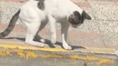 Silivri’de, yol kenarında bir kedi ile kertenkelenin kavgası, vatandaşın cep