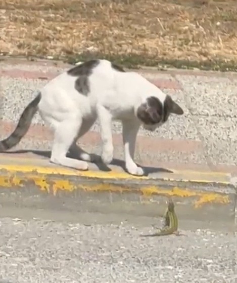 Silivri’de kedi ve kertenkelenin kavgası cep telefonu kamerasında Silivri’de, yol kenarında bir kedi ile kertenkelenin kavgası, vatandaşın cep