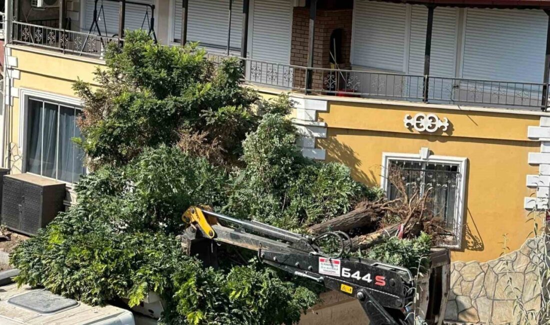 Sındırgı’da yol yapım çalışmaları sırasında ağaçlar söküldü Balıkesir’in Sındırgı ilçesinde yol çalışması yapan belediye ekipleri cadde üzerindeki