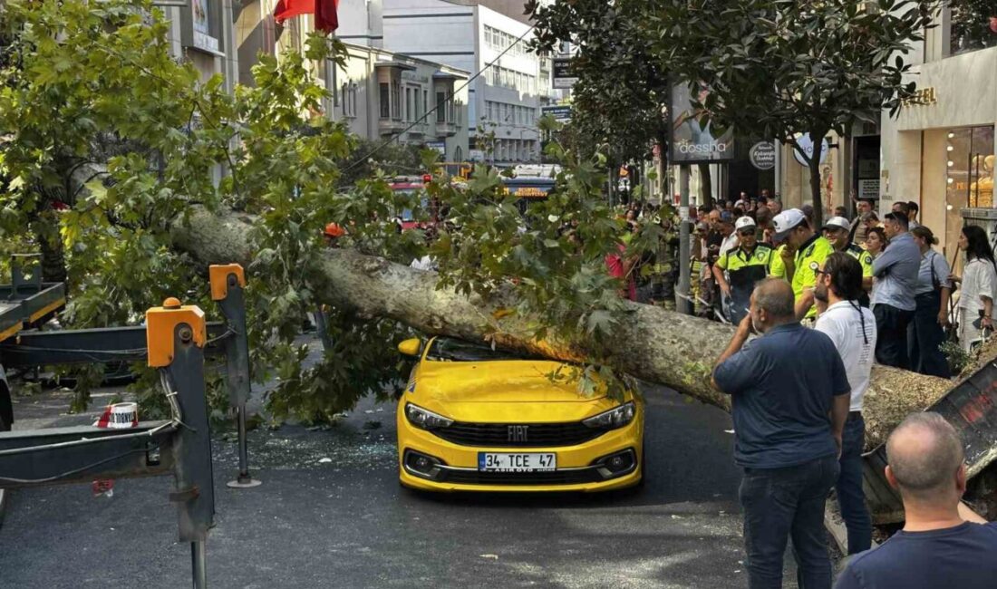 Şişli’de araçların üzerine devrilen çınar ağacı kaldırıldı İstanbul’un Şişli ilçesinde, Teşvikiye Caddesi üzerinde bulunan bir çınar ağacı