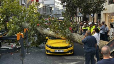 İstanbul’un Şişli ilçesinde, Teşvikiye Caddesi üzerinde bulunan bir çınar ağacı