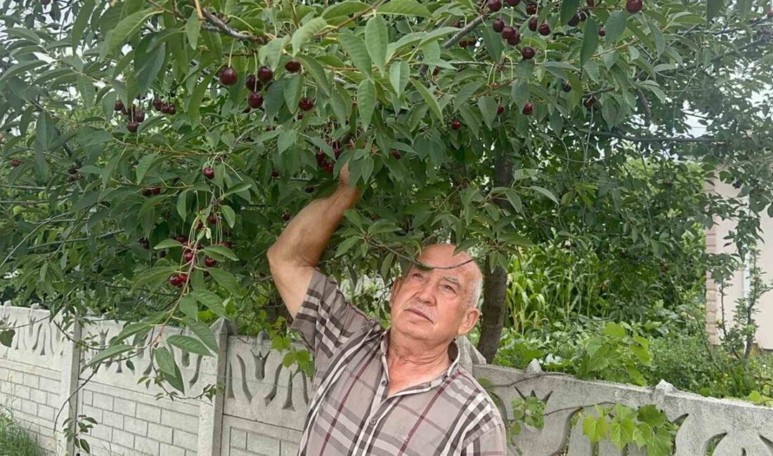 Stokların azlığı ve yüksek aroma tercihi Sultandağı vişnesini değerli yaptı Türkiye’nin önemli kiraz ve vişne üretim merkezlerinden Sultandağı-Akşehir havzasında vişne