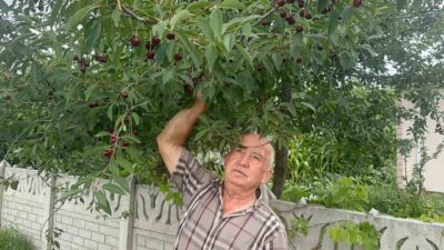 Türkiye’nin önemli kiraz ve vişne üretim merkezlerinden Sultandağı-Akşehir havzasında vişne