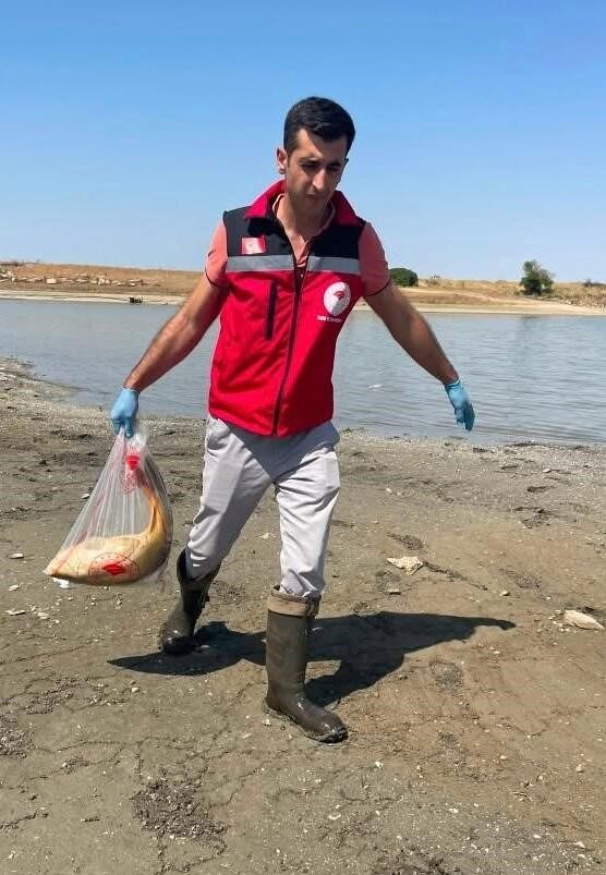 Su seviyesi düşen gölette oksijensiz kalan balıklar telef oldu 15 Bülten Medya -