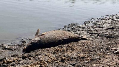 Tekirdağ’ın Hayrabolu ilçesinde bulunan Çerkezmüsellim Göleti’nde su seviyesinin düşmesi sonucu