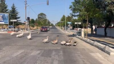 Tekirdağ’ın Hayrabolu ilçesinde caddeye çıkan kazlar, trafikte ilginç anlar yaşanmasına