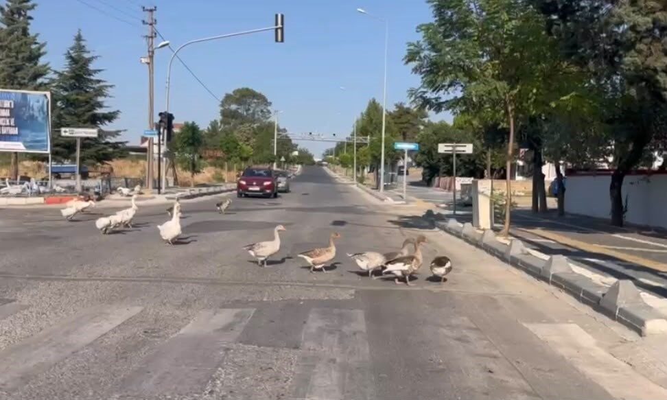 Tekirdağ’ın Hayrabolu ilçesinde caddeye çıkan kazlar, trafikte ilginç anlar yaşanmasına