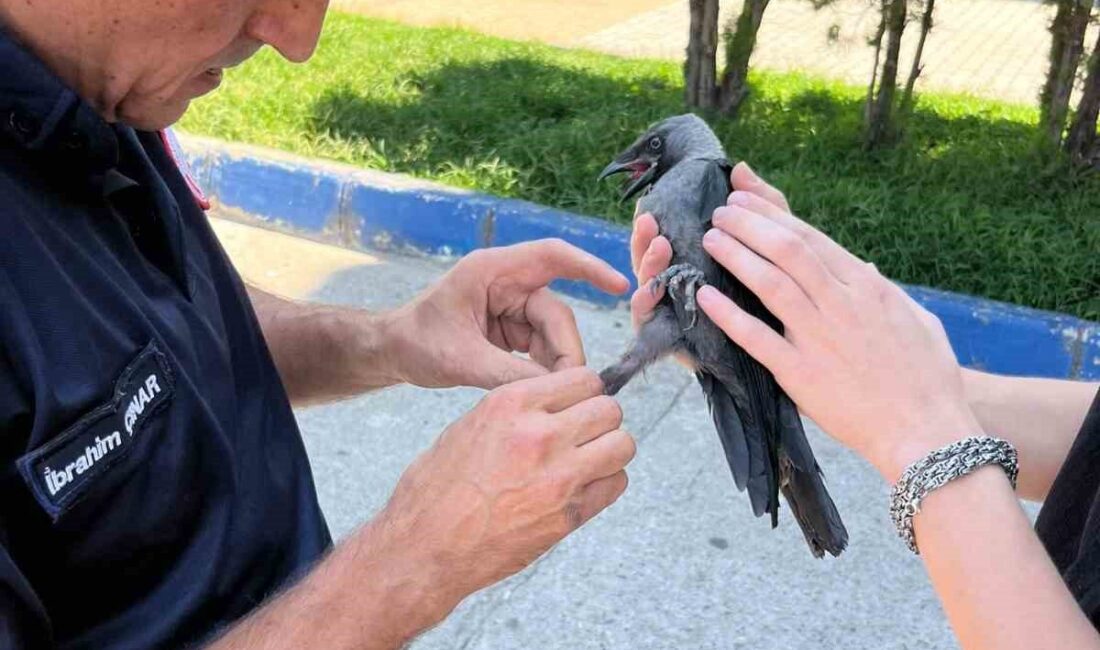 Susurluk’ta halı saha filesine takılan karga itfaiye ekiplerince kurtarıldı Balıkesir’in Susurluk ilçesinde belediyeye ait halı sahanın filesine takılan karga,