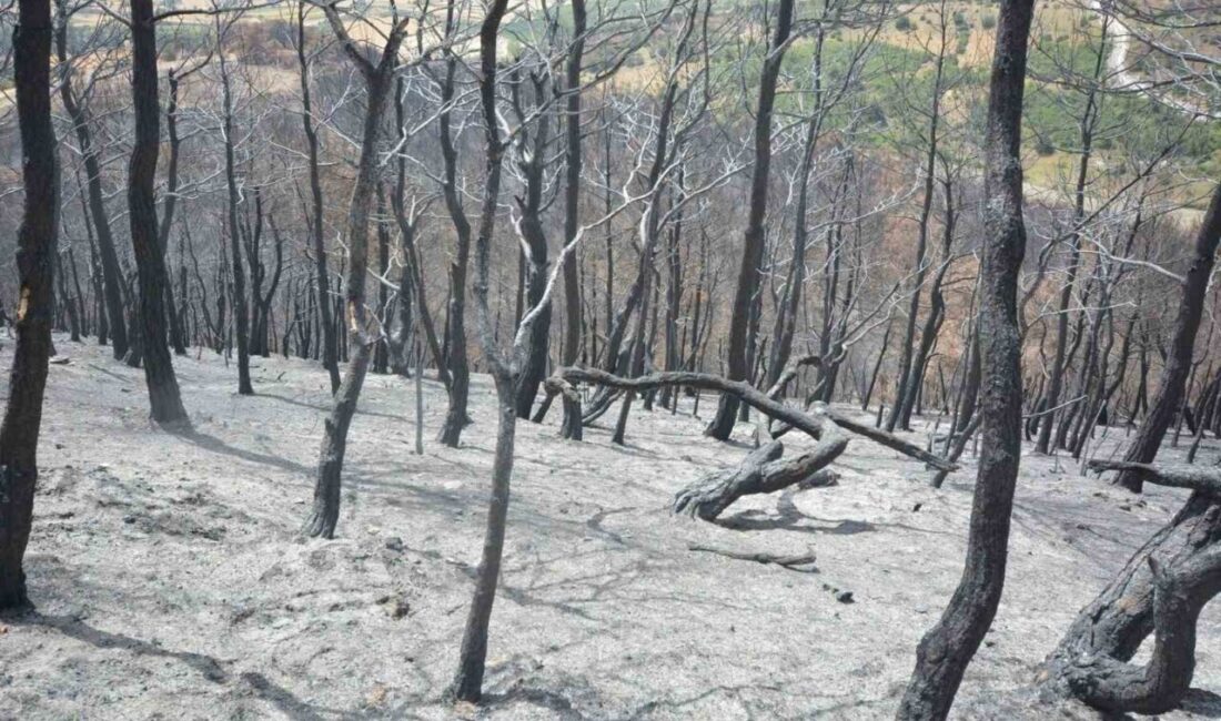 Susurluk’ta yangından etkilenen ormanlık alan yeniden yeşillendirilecek Balıkesir’in Susurluk ilçesine bağlı Yıldız Mahallesi’nde temmuz ayında meydana gelen
