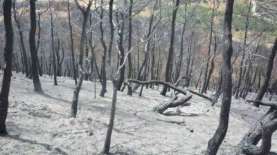 Balıkesir’in Susurluk ilçesine bağlı Yıldız Mahallesi’nde temmuz ayında meydana gelen