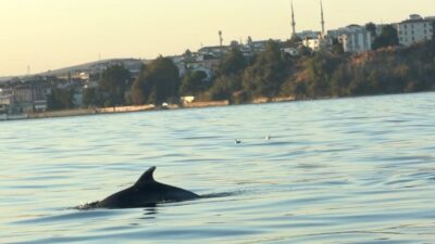 Tekirdağ açıklarında dün akşamüstü denize açılan vatandaşların teknesine yunus balıkları