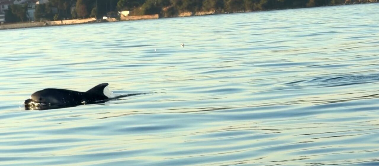 Tekirdağ açıklarında yunus balıkları görüntülendi : Yunus balıkları adeta tekne ile yarıştı 13 Bülten Medya -