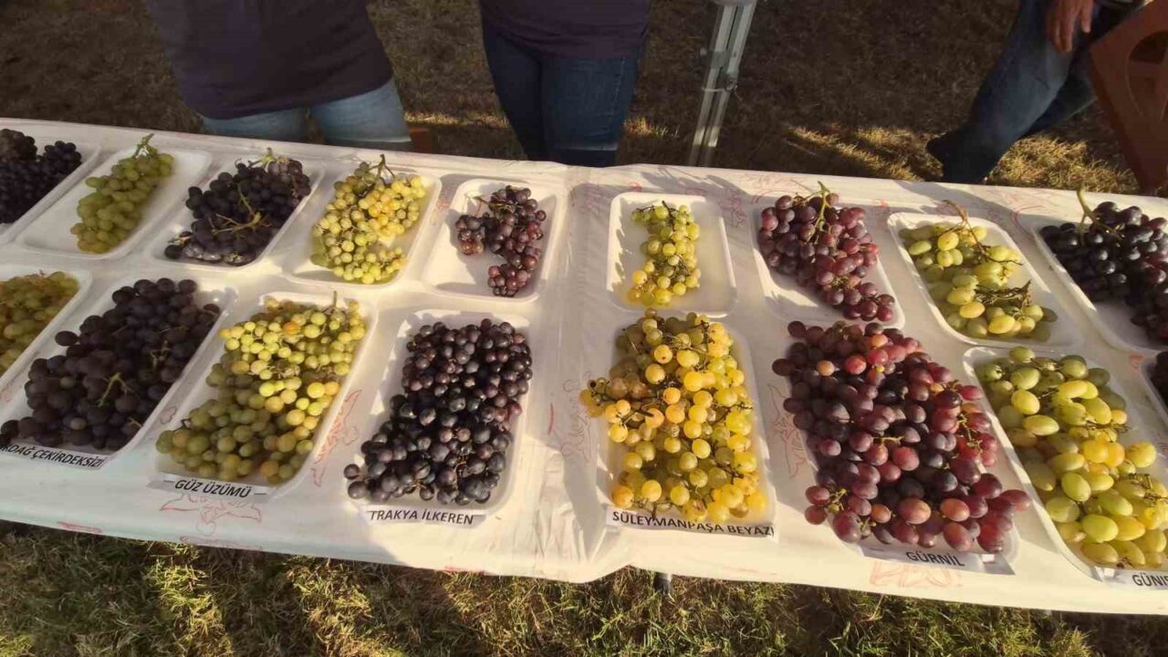 Tekirdağ’da "14. Bağ Bozumu Şenliği" coşkusu 23 Bülten Medya -
