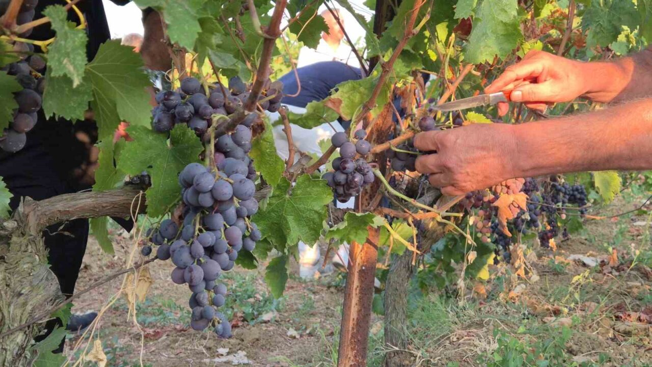 Tekirdağ’da "14. Bağ Bozumu Şenliği" coşkusu 19 Bülten Medya -