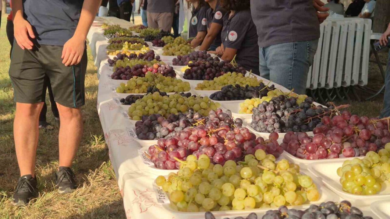 Tekirdağ’da "14. Bağ Bozumu Şenliği" coşkusu 22 Bülten Medya -