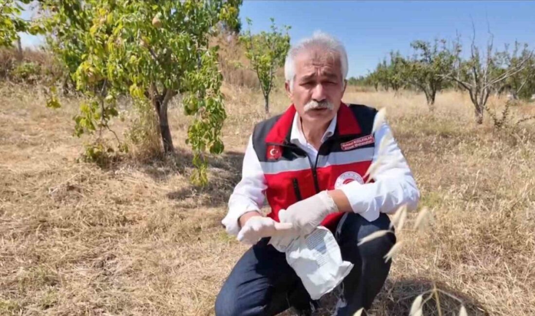 Tekirdağ’da çiftçiye tarla faresine karşı zamanında mücadele çağrısı Tekirdağ’da tarla farelerine karşı verim kaybının önüne geçilebilmesi için üreticiye