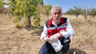 Tekirdağ’da tarla farelerine karşı verim kaybının önüne geçilebilmesi için üreticiye