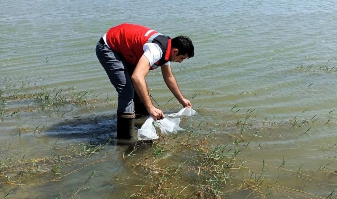 Tekirdağ’da göletlere 150 bin balık bırakıldı Tekirdağ’ın Hayrabolu ilçesinde su kaynaklarındaki balık varlığının artırılması amacıyla göletlere