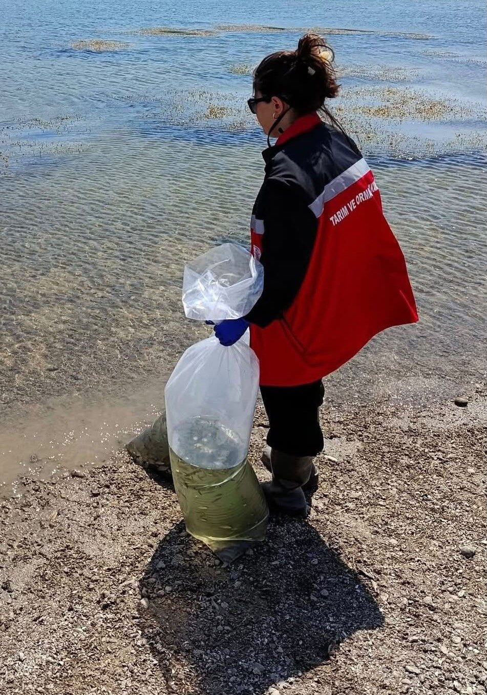 Tekirdağ’da göletlere 150 bin balık bırakıldı 7 Bülten Medya -