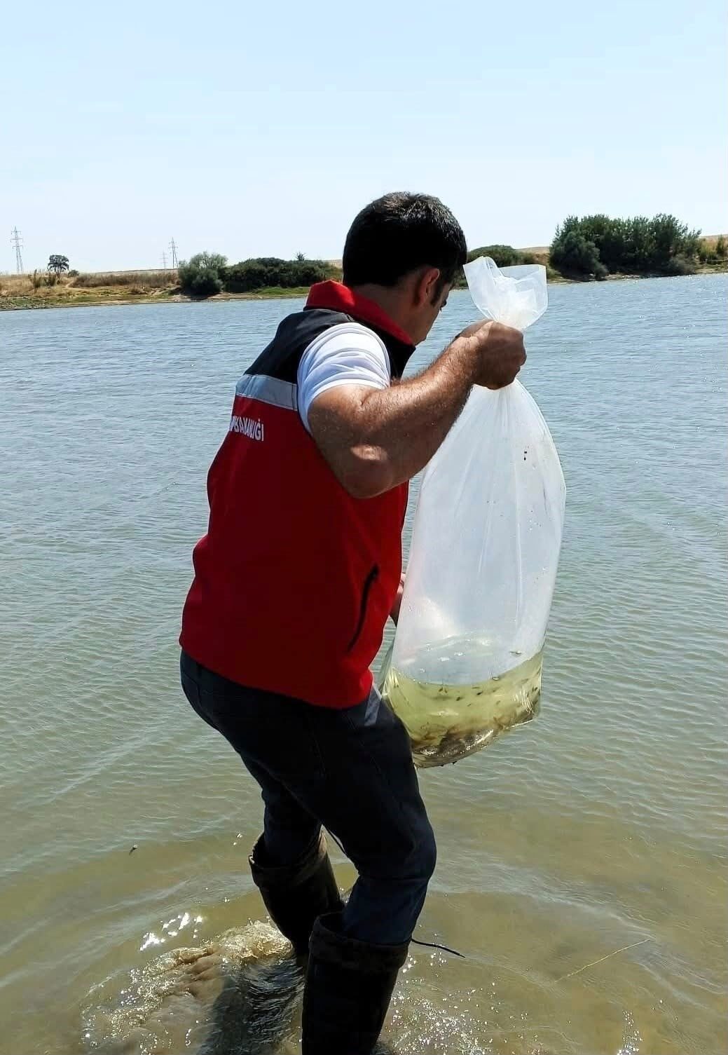 Tekirdağ’da göletlere 150 bin balık bırakıldı 8 Bülten Medya -
