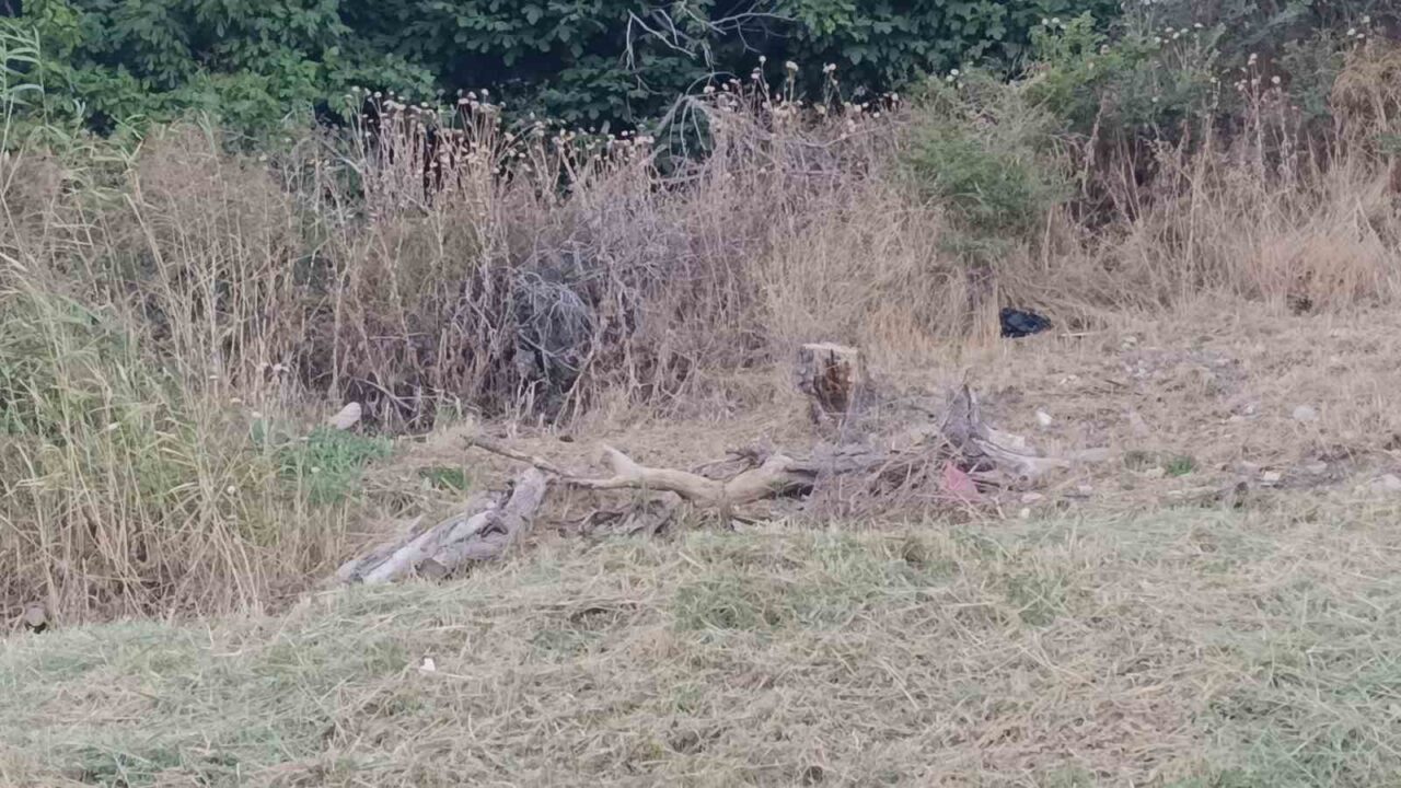 Tekirdağ’da poyraz ağaçları devirdi 19 Bülten Medya -