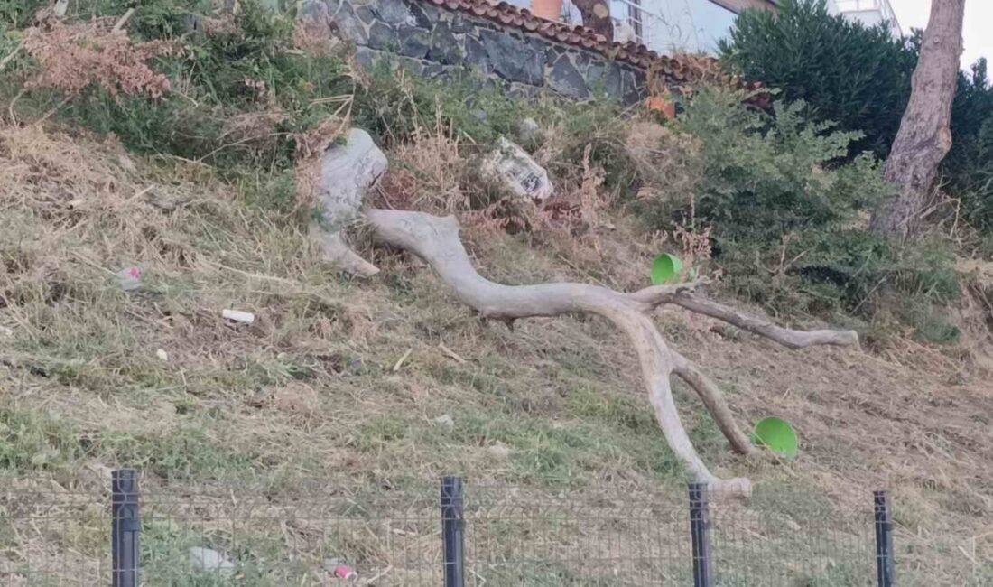 Tekirdağ’da poyraz ağaçları devirdi Meteorolojinin kuvvetli rüzgar uyarısının ardından Tekirdağ’da etkili olan poyraz hayatı