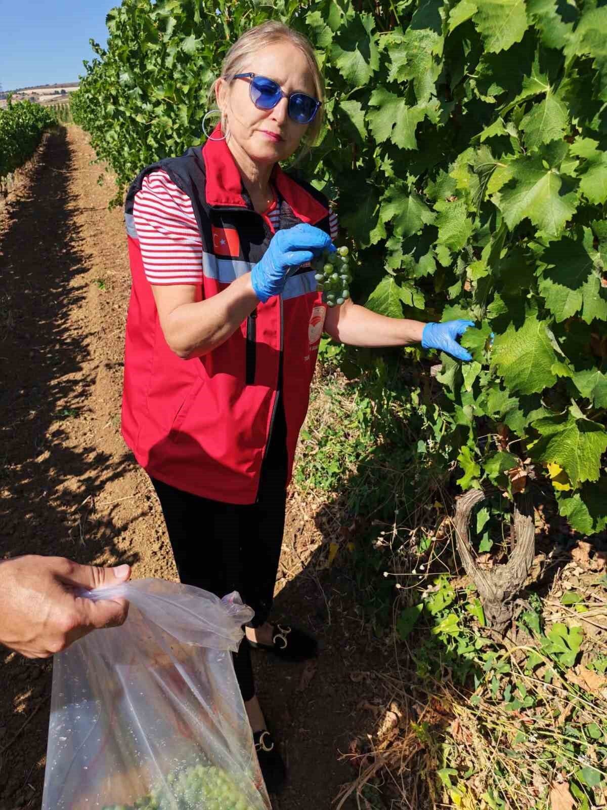 Tekirdağ’da üzüm bağlarında hasat öncesi pestisit denetimi 7 Bülten Medya -
