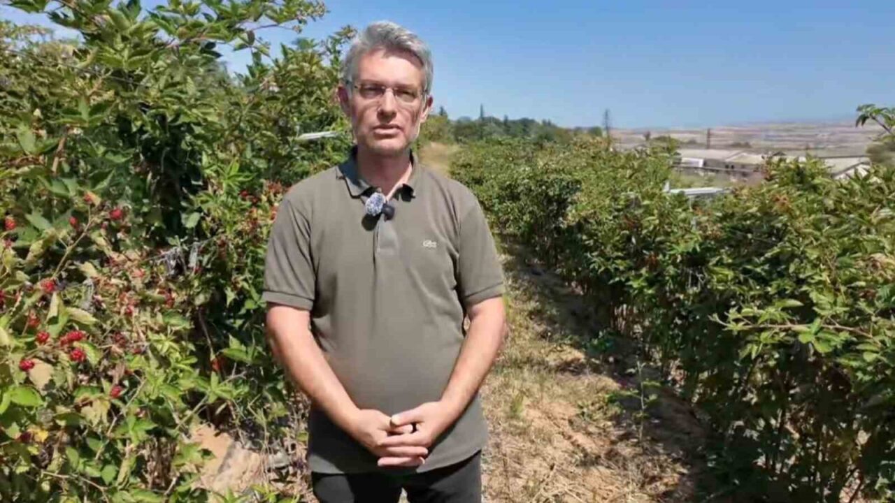 Tekirdağ’da yeni tarım rotası: Böğürtlen 21 Bülten Medya -