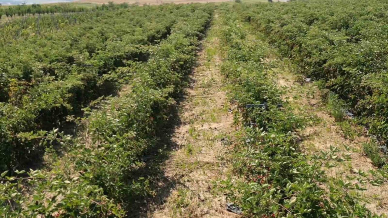 Tekirdağ’da yeni tarım rotası: Böğürtlen 20 Bülten Medya -