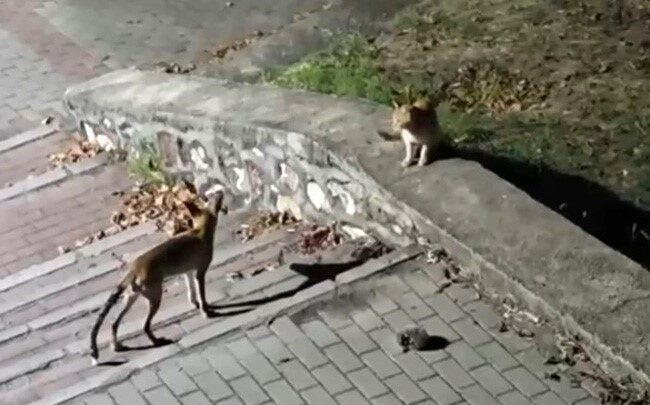 Tilki, kedi ve kirpi buluşması kamerada 4 Bülten Medya -