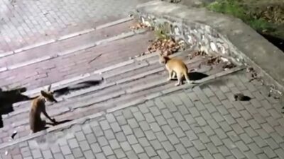 Bursa’nın Kestel ilçesi AVP Mahallesi Şehitler Parkı’nda ilginç bir doğa