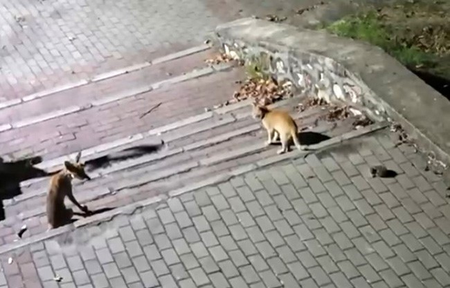 Tilki, kedi ve kirpi buluşması kamerada Bursa’nın Kestel ilçesi AVP Mahallesi Şehitler Parkı’nda ilginç bir doğa