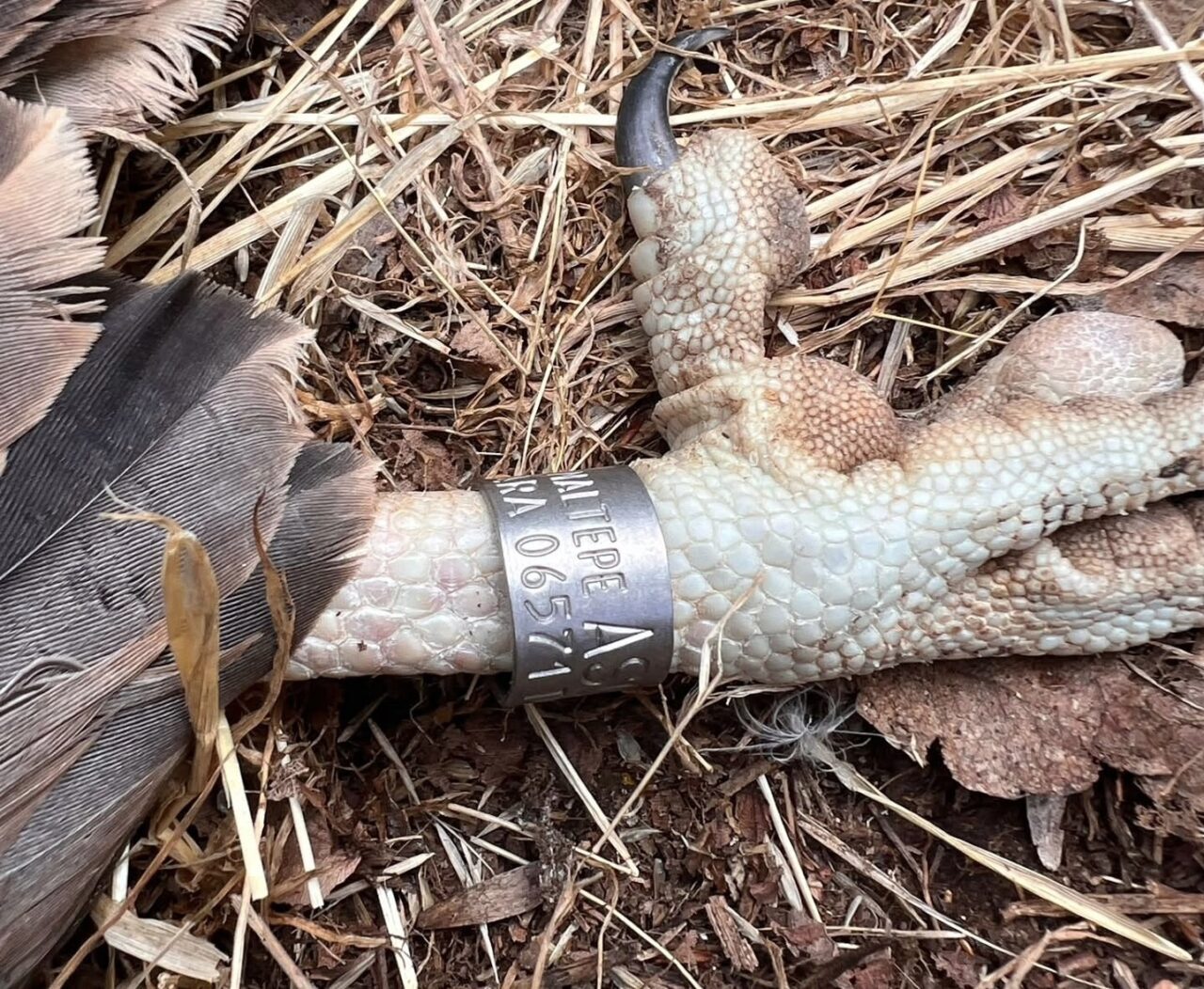 Trakya’da bir ilk: Küçük akbabalara uydu vericisi takıldı 11 Bülten Medya -