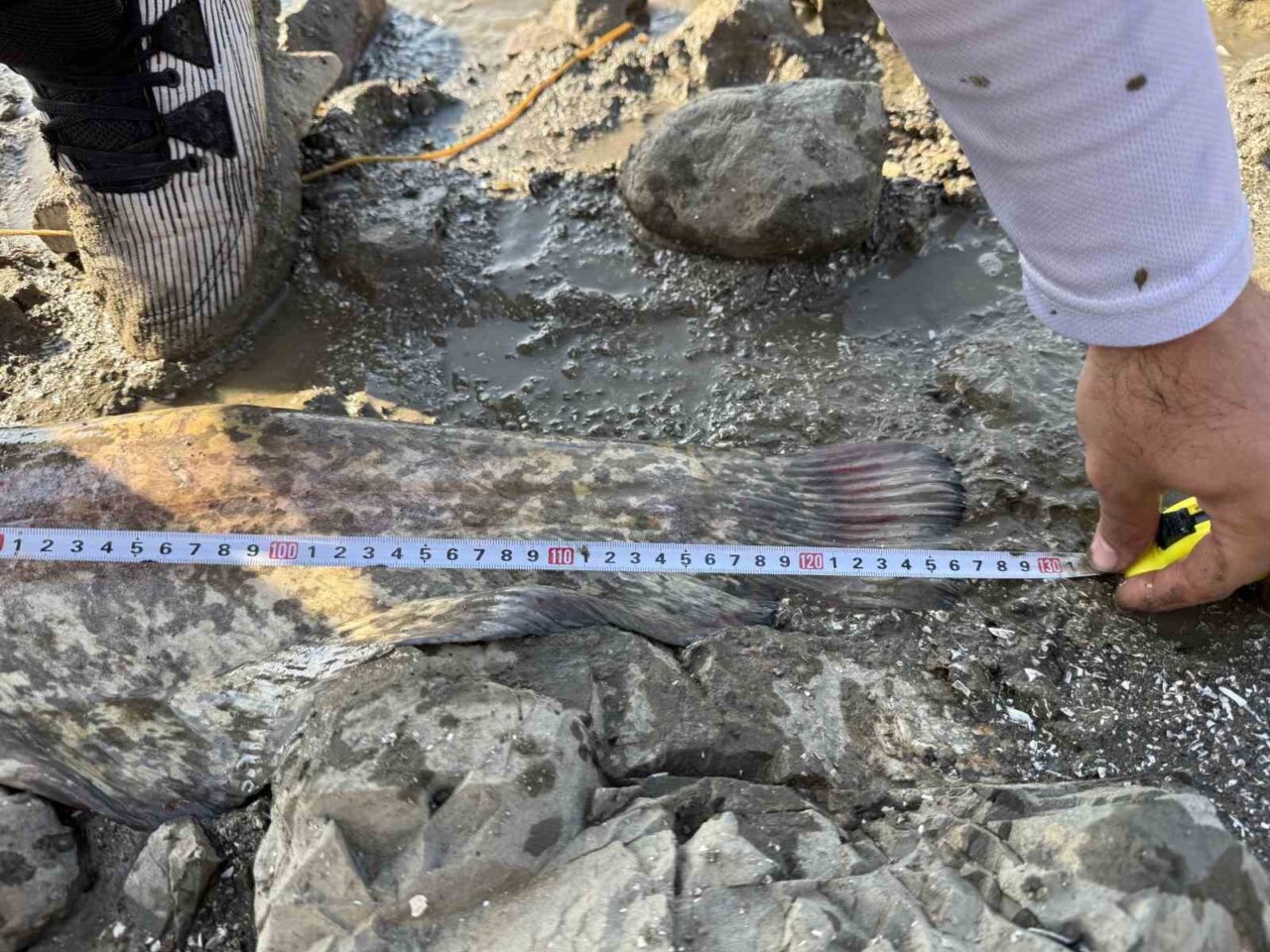 Turna avına çıkan balıkçıların oltasına 127 santimlik dev yayın takıldı 20 Bülten Medya -